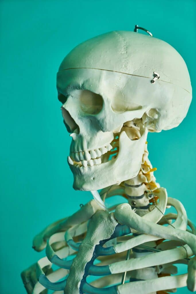Detailed image of a human skeleton model against a turquoise backdrop.